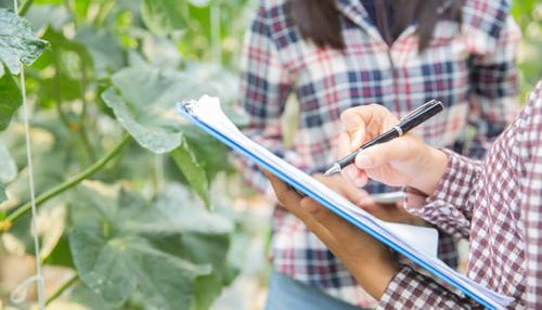 asistente-de-ciencias-de-la-mujer-oficial-de-agricultura-en-la-investigacion-de-la-granja-de-invernadero-melon asistente-de-ciencias-de-la-mujer-oficial-de-agricultura-en-la-investigacion-de-la-granja-de-invernadero-melon